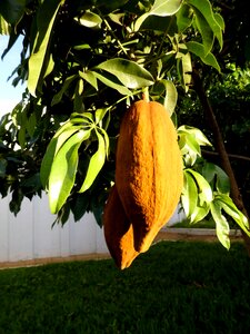 Munguba tropical fruit chestnut