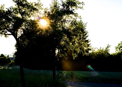 Tree shining romance