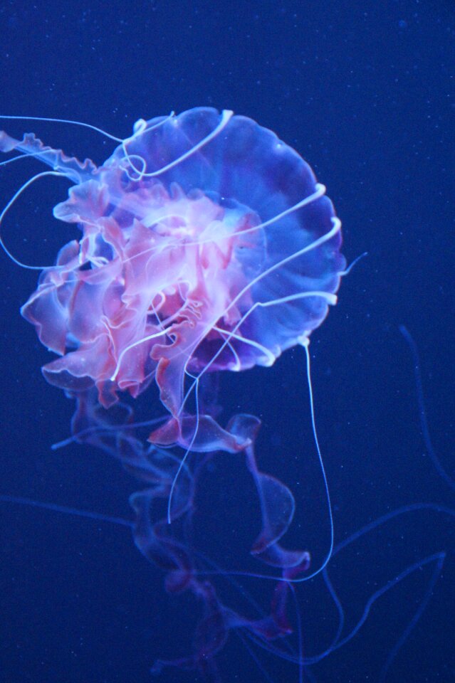 Fluoresce aquarium water