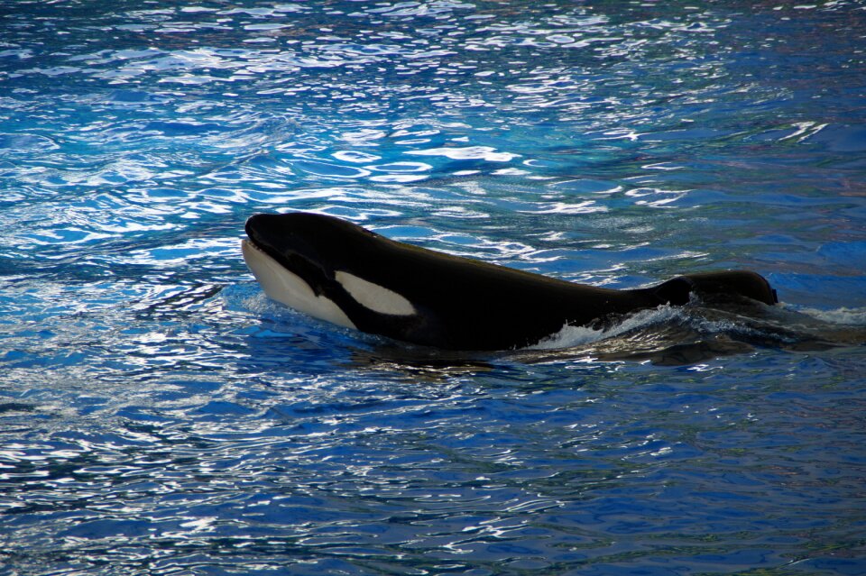 Killer whale orcinus orca animal