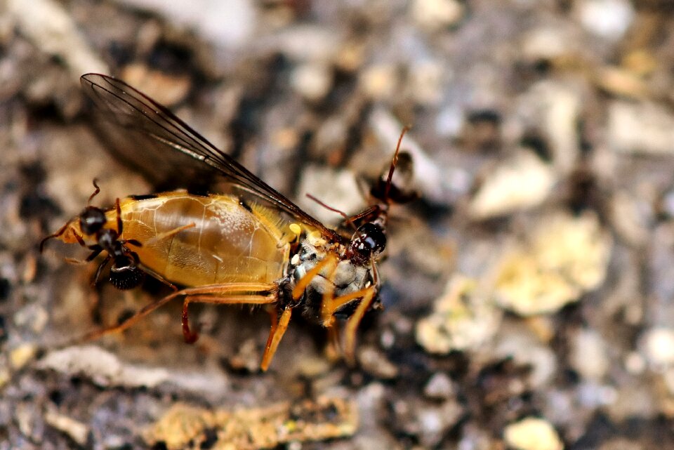 Prey dead drag off