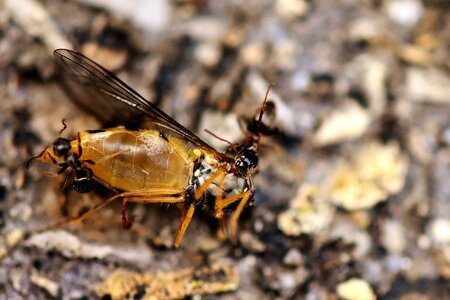 Prey dead drag off