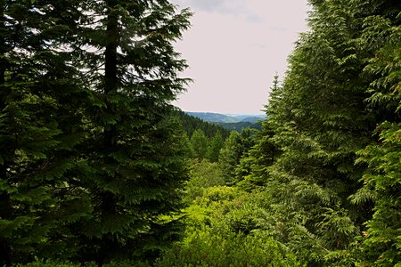Distant view thuringian forest trees