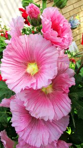 Plant cottage garden