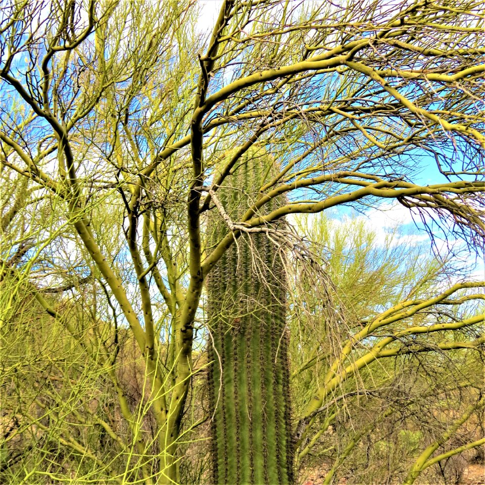 Sky green trees