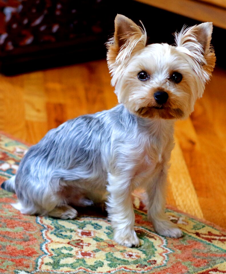 Animal terrier yorkshire