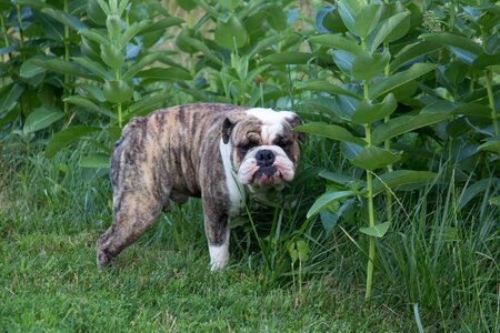 Walk english bulldog dog photo