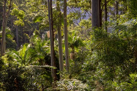 Eucalypts palms green photo