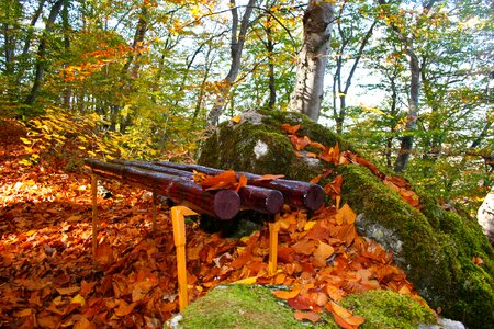 Fall leaves bench