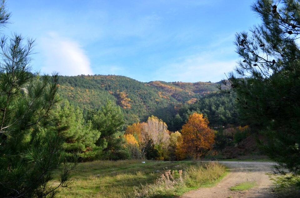 Village landscape nature tree