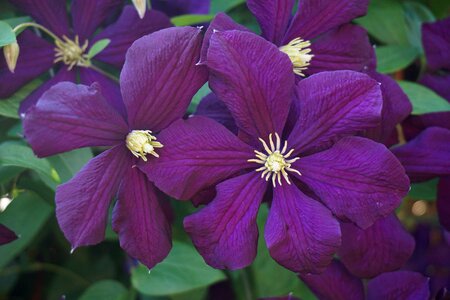 Clematis summer nature photo