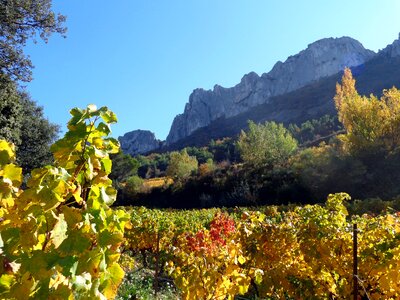 The dentelles de montmirail landscape vineyard