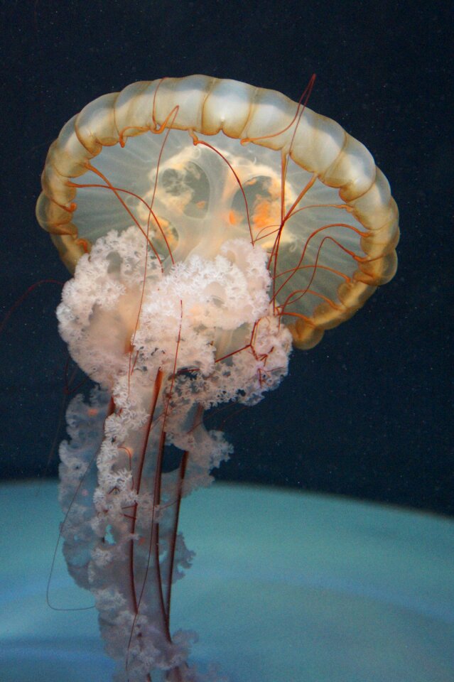 Fluoresce aquarium water