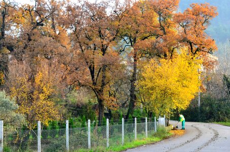 Village landscape nature tree