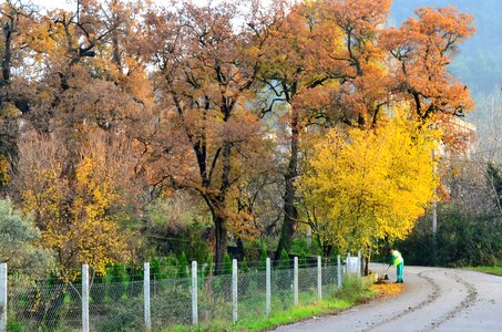 Village landscape nature tree photo