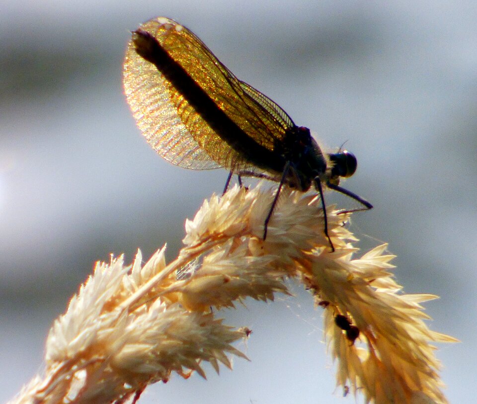 River wings water photo