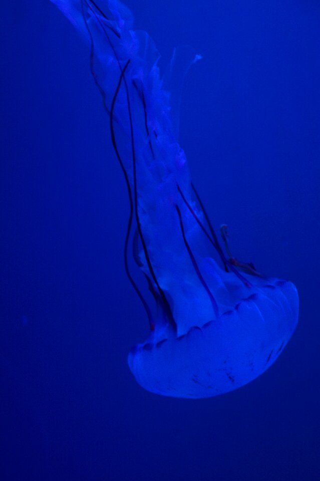 Fluoresce aquarium water