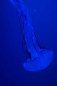 Fluoresce aquarium water photo