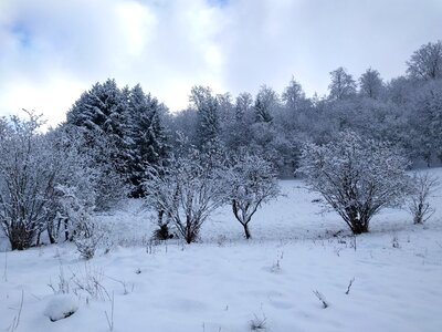 Trees snow wintry photo