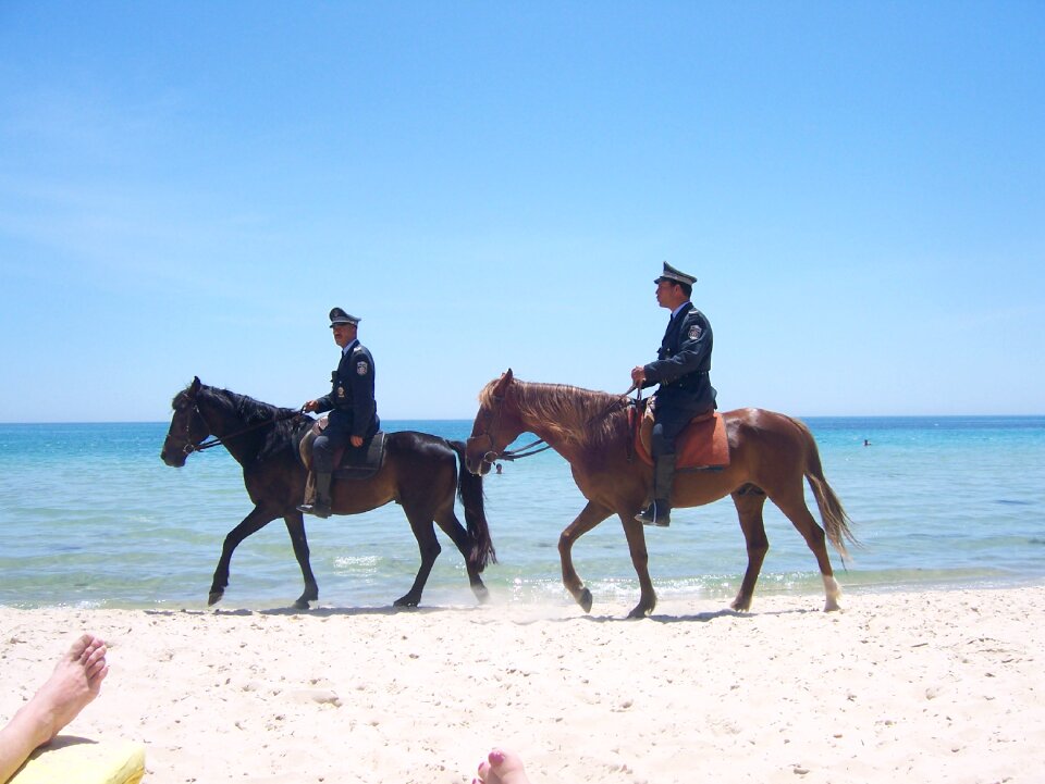 Police ocean animal