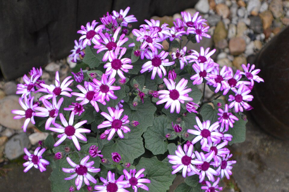 Summer plant spanish garden plant