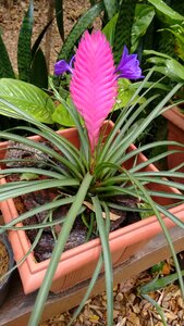 Exotic plant purple rosa photo