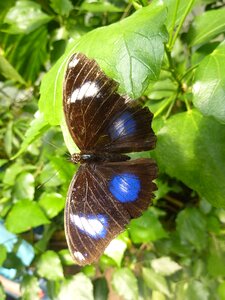 Insect blue tropical butterfly photo