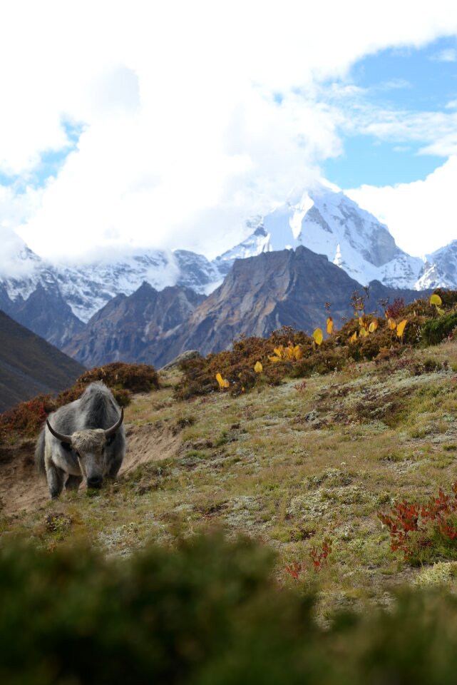 Nepal himalayas yak