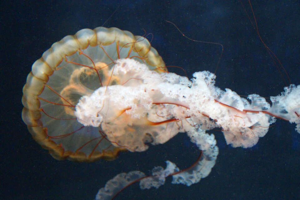 Fluoresce aquarium water
