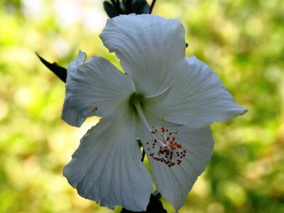 Herbal white rose