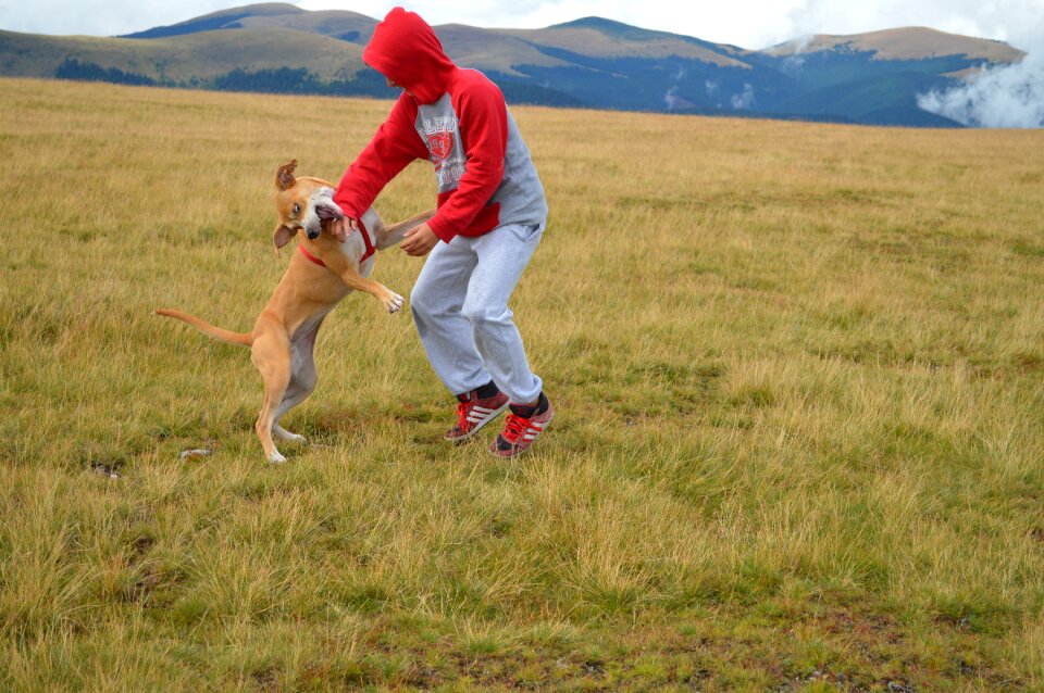 Dog outdoor mountain