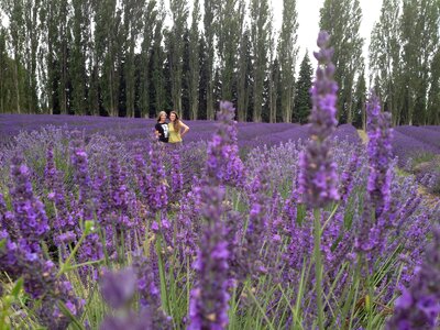 Field purple photo