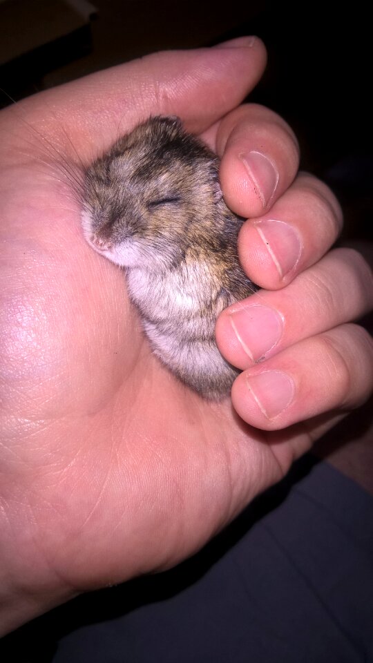 Pet muzzles rodent