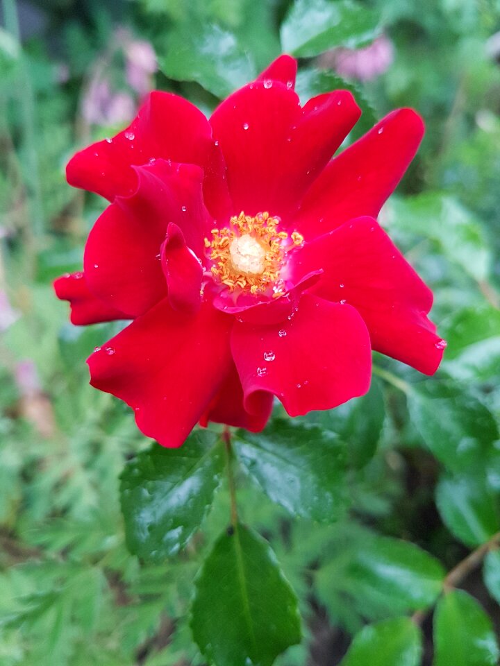 Rose red rose flowers