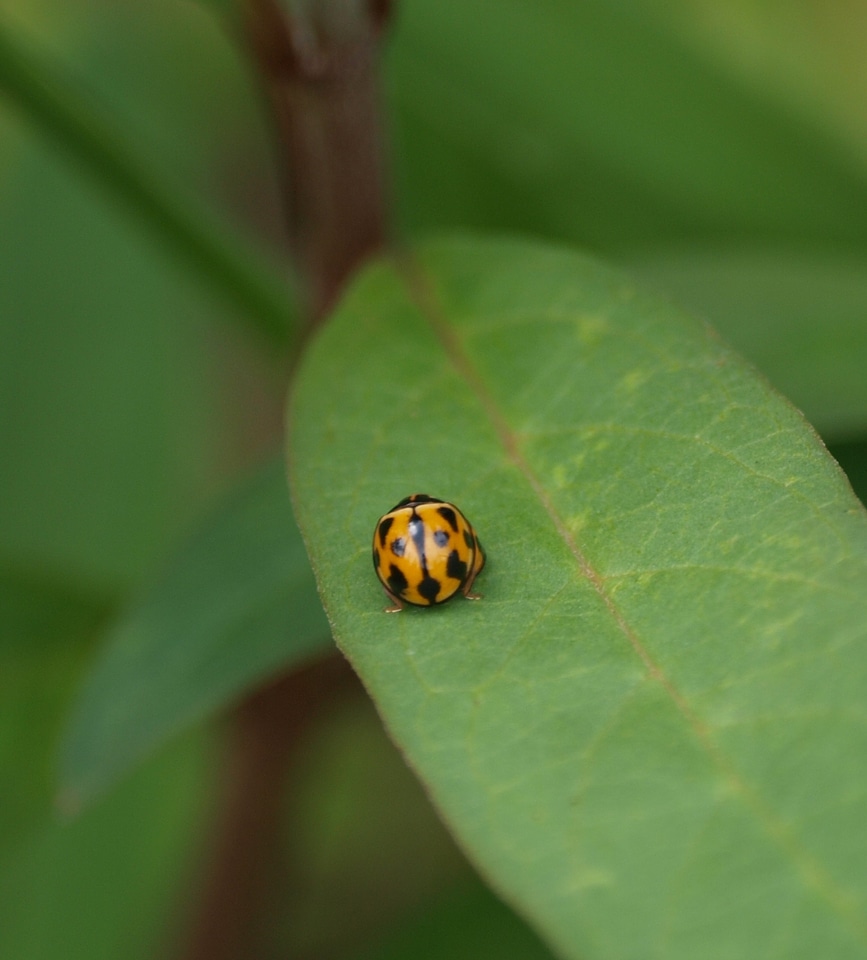 Fly beetle natural