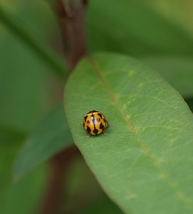 Fly beetle natural