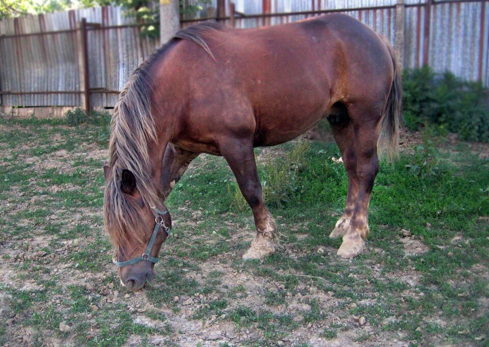 Stallion pasture grazing