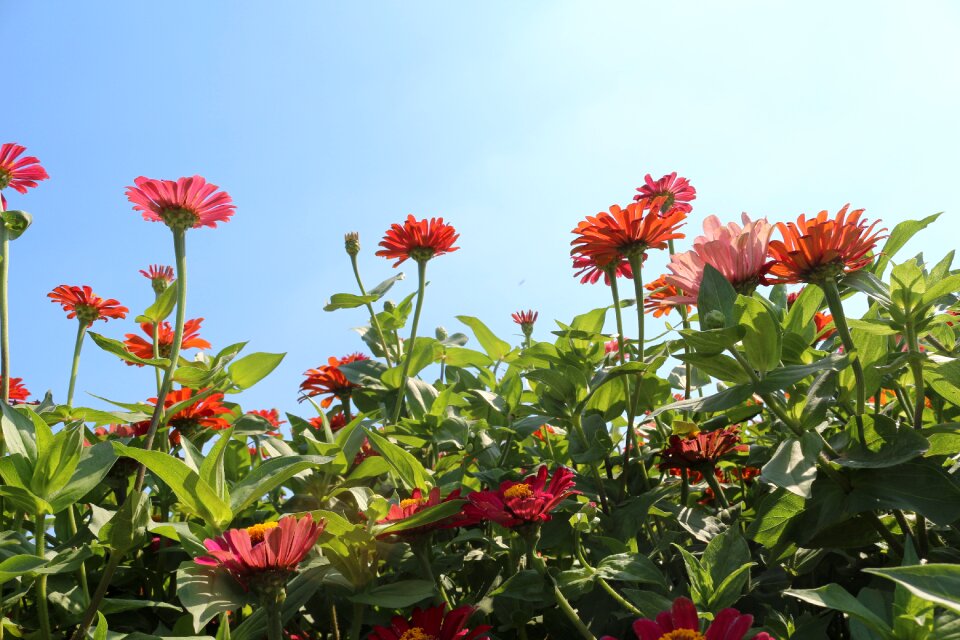 Flowers red cornflower