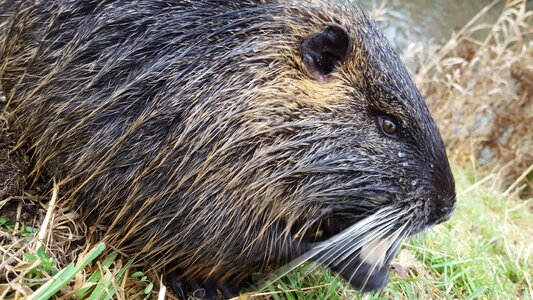 Mammal nature animals
