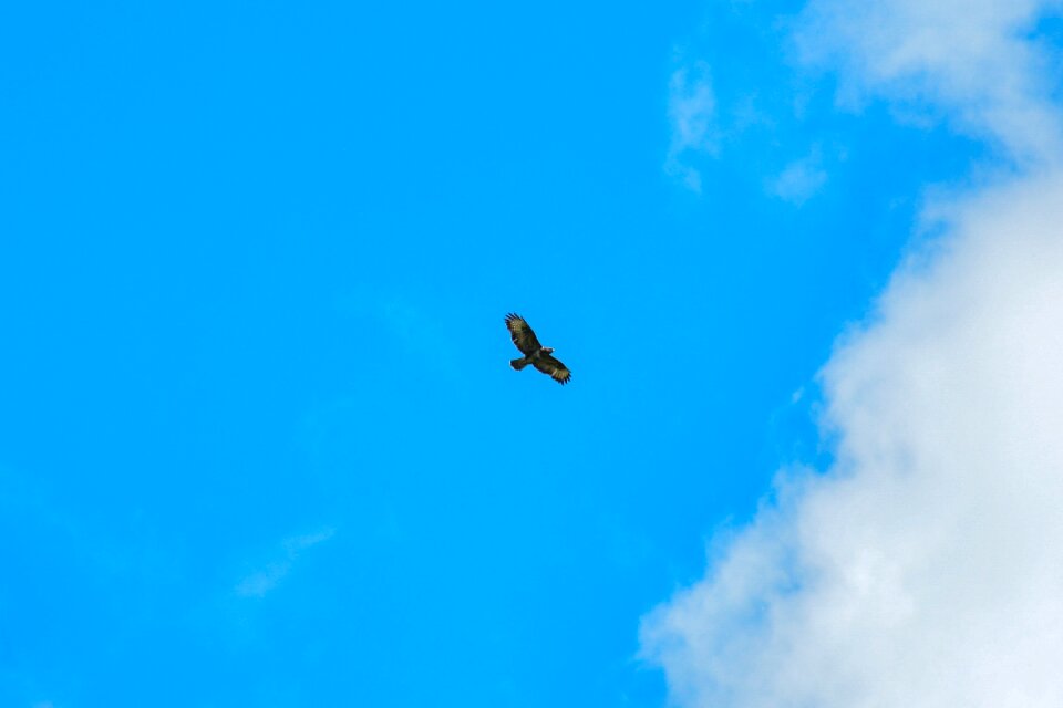 Wildlife nature sky