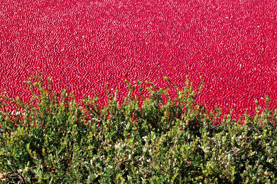 Organic bog-berry red