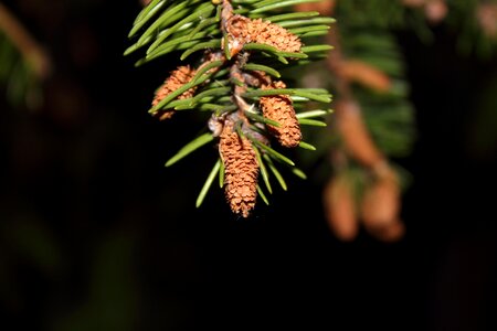 Pine sprig pine cone photo