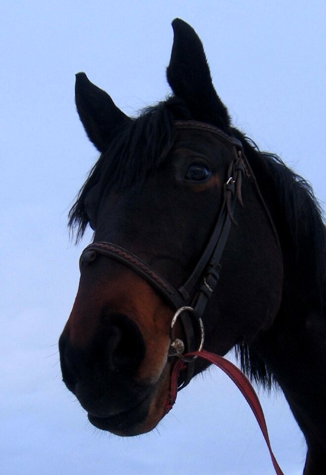 Mare stallion portrait