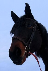 Mare stallion portrait
