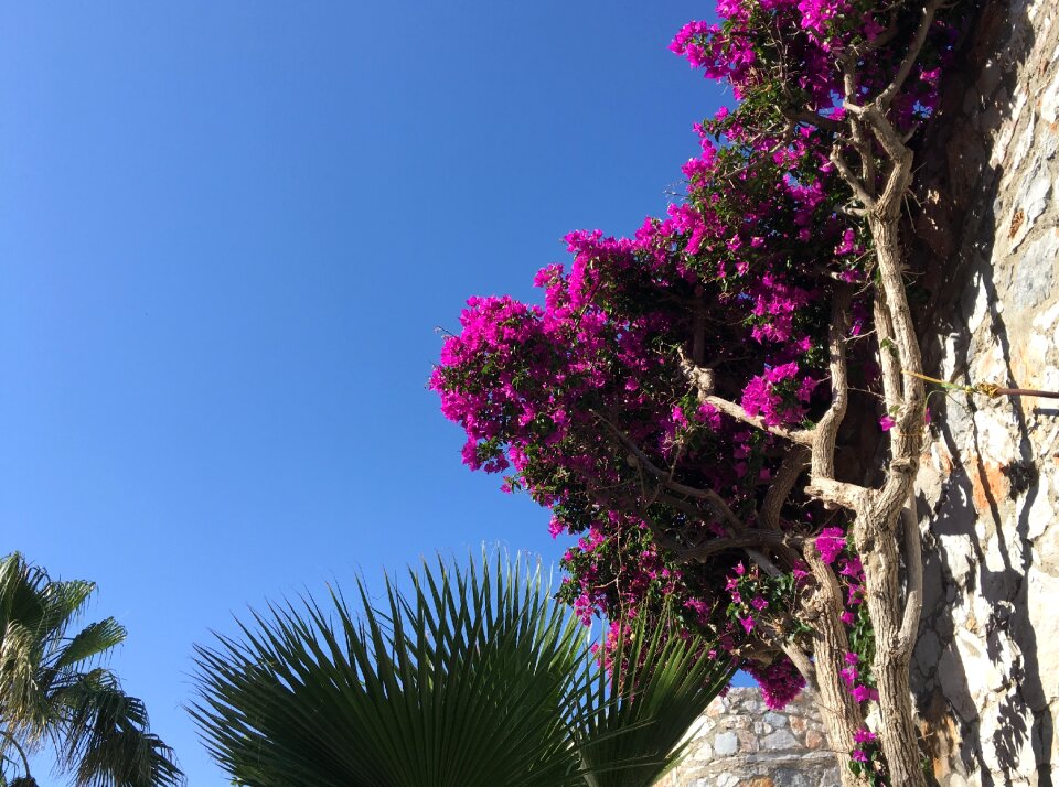 Spring plant greece
