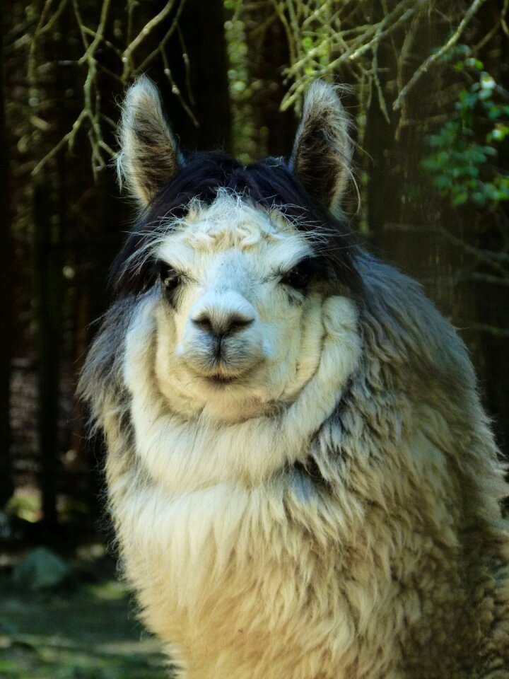 Wild wool wildlife