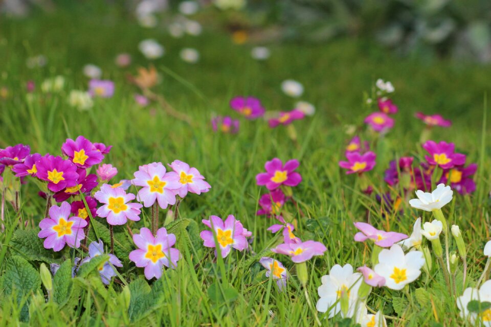 Colors nature garden