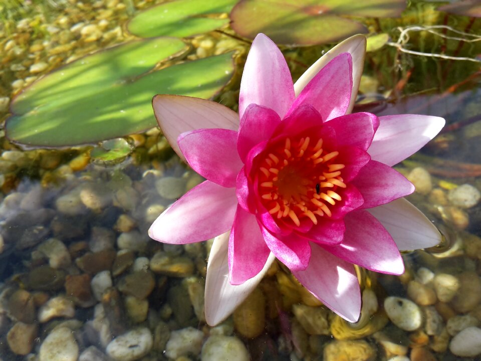 Water fish nature