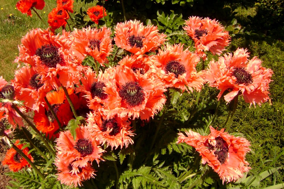 Poppies perennials summer
