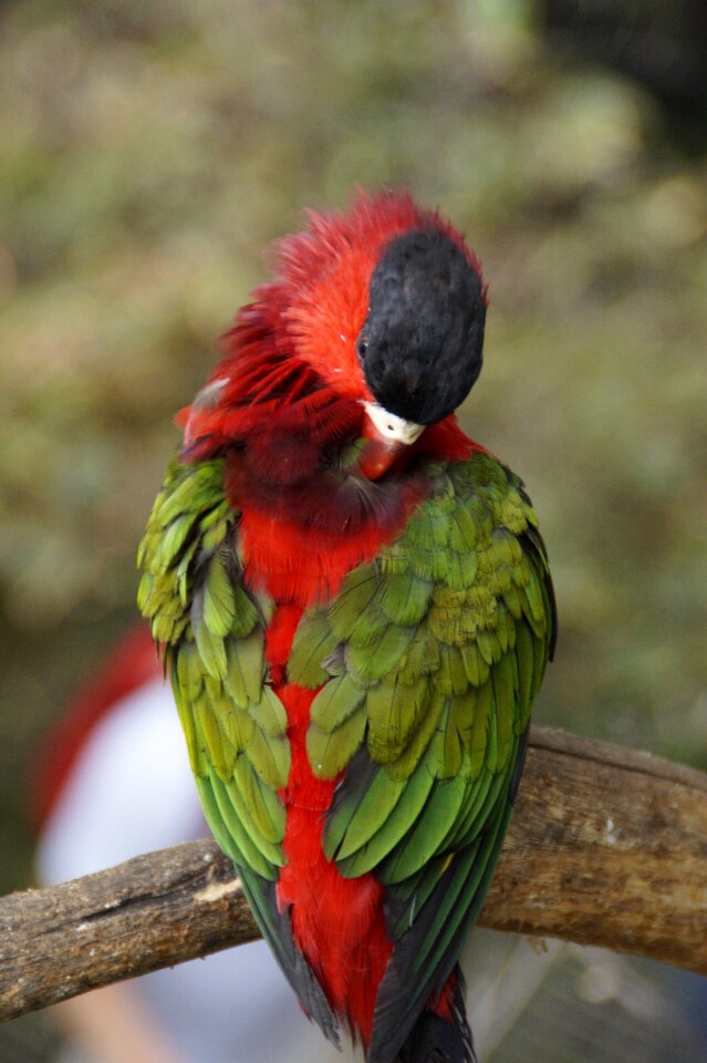 Doze green red